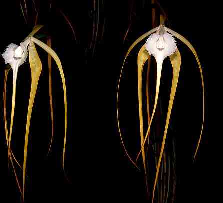 Brassavola cucullata